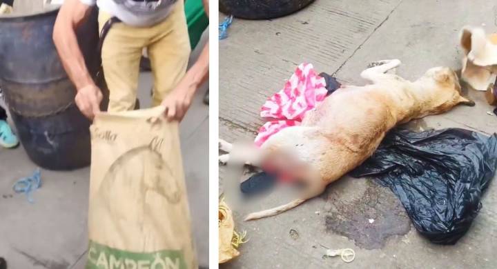 ¡Atroz!: perrita embarazada habría sido violada, asesinada y metida en un costal Personal de Atesa en Santa Marta, advirtió este horrible hallazgo que ha causado indignación en el país.