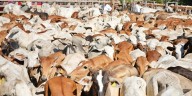 Crédito Ganadero a la Palabra: Un Respiro para el Campo Tabasqueño Frente a los Desafíos del Mercado Global