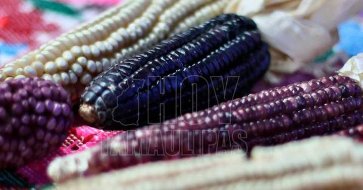 Trabaja Sembrando Vida para fortalecer el cultivo del maíz nativo