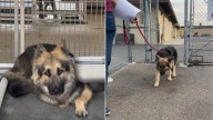 Tears As Abused Dog Shaking From Fear At California Shelter Finally Learns What Love Is