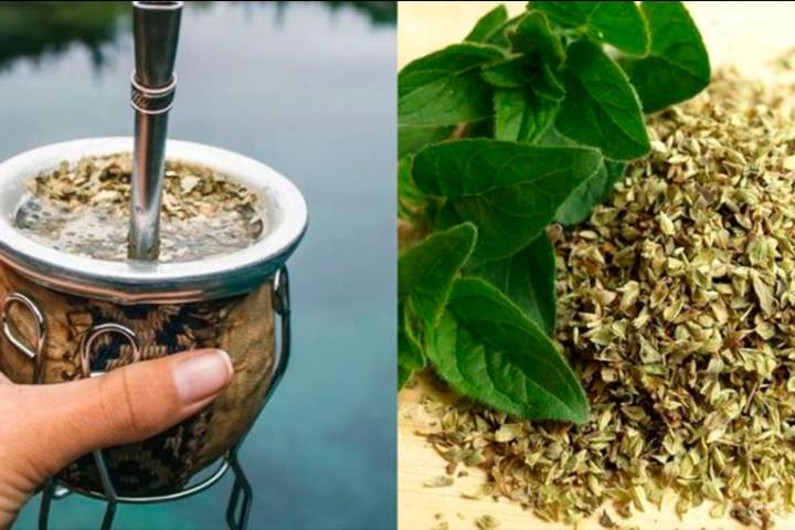 Cuál es la planta que se puede agregar al mate y obtener beneficios para la salud