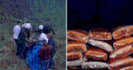 Huánuco: asesinan a chofer de tráiler tras violento robo de 700 sacos de arroz