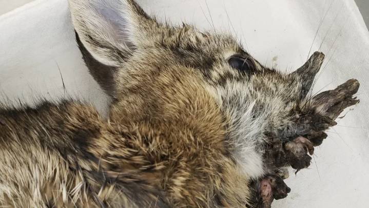 Rabbits with ‘horns’ in Colorado are being called ‘Frankenstein bunnies.’