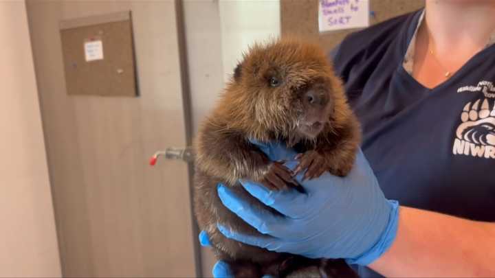 ‘It jumped into his arms’: Low water on Cowichan River leads to beaver rescue