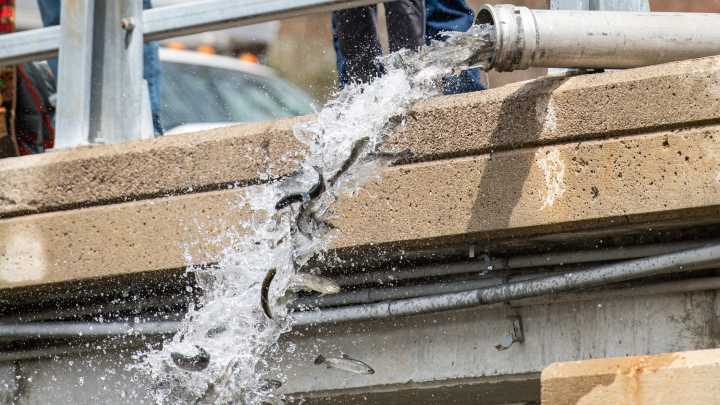 Walleye, trout, sturgeon, Chinook stocked in Michigan waters. How many fish DNR added this year