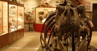 Grants to help Montana museum showcase dinosaur exhibit