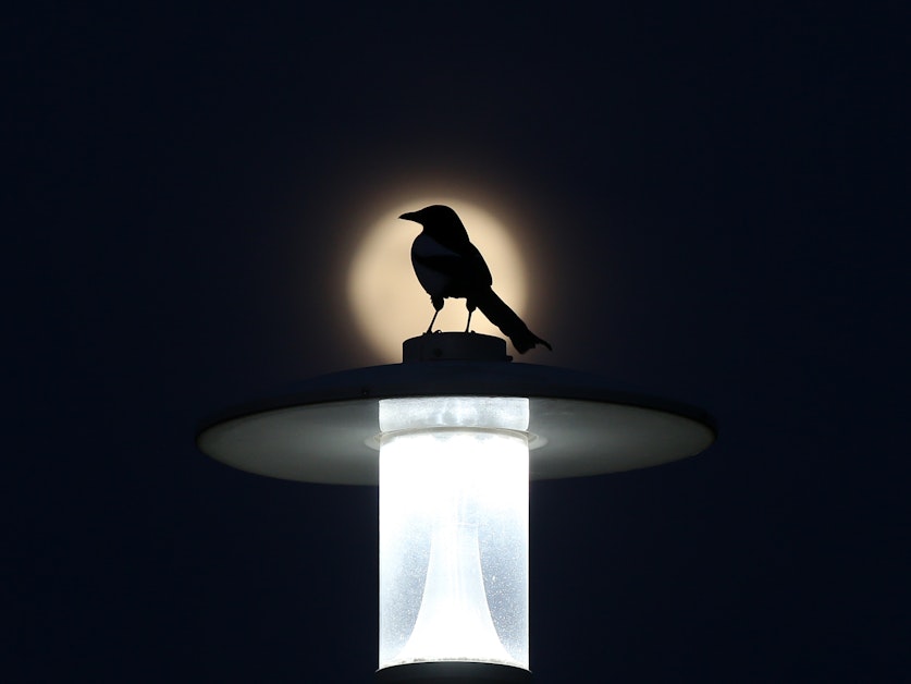 Artificial light has essentially lengthened birds' day