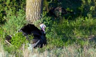 Game and Fish sets North Dakota fall turkey hunting season