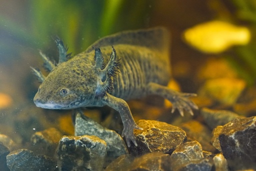 Se buscan ajolotes. Rastreos de ADN en la zona lacustre de Ciudad de México intentan ubicarlos