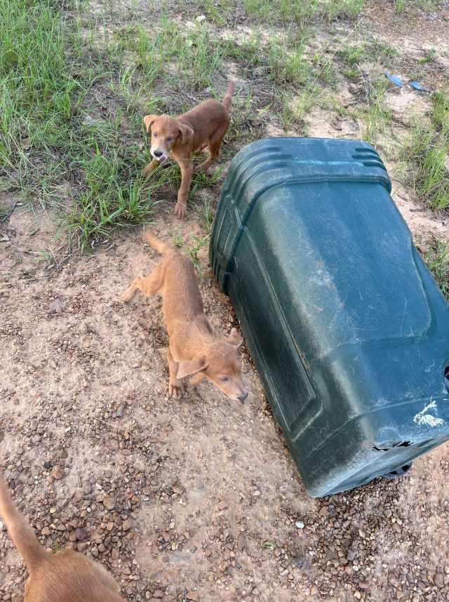 Puppies Rescued After Being Found in Tipped Trash Bin in Carthage