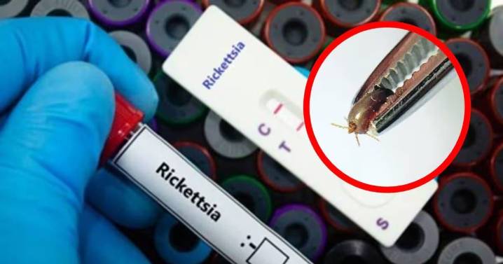 Preocupa el incremento en casos de rickettsia