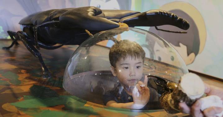 Bugs are popular pets in nature-loving Japan, buzzing with lessons about ecology and species