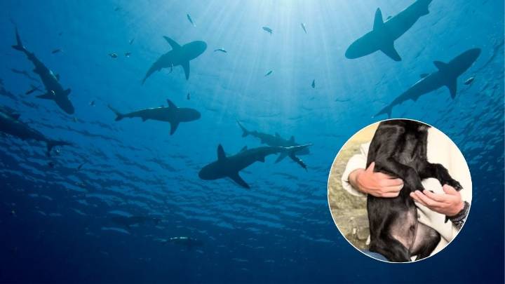 Reconocido comediante y actor colombiano adoptó mascota que era usada como carnada de tiburones