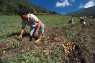 Producción de hortalizas en el país incrementó un 30% en lo que va del presente año
