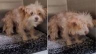Abandoned California Senior Dog At Risk Of Euthanasia Faced A Devastating Struggle