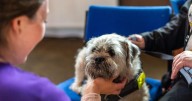 Increase in calls across Scotland to give up pets amid cost of living crisis