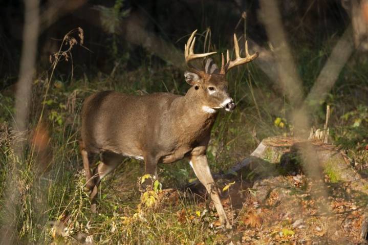 DEC hunting, trapping licenses on sale for 2025