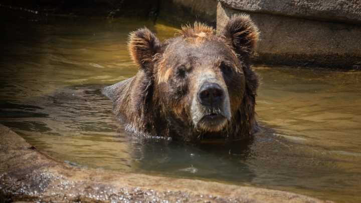 Un japonés, detenido como sospechoso de matar a su padre de 93 años: su primera coartada fue el supuesto ataque de un oso