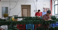 Fewer fake firs, higher prices: China tariff delay does little to save the holidays