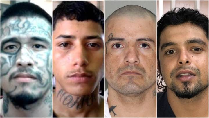 ICE arrestó a 350 presuntos pandilleros en Houston que suman condenas por 1,700 delitos