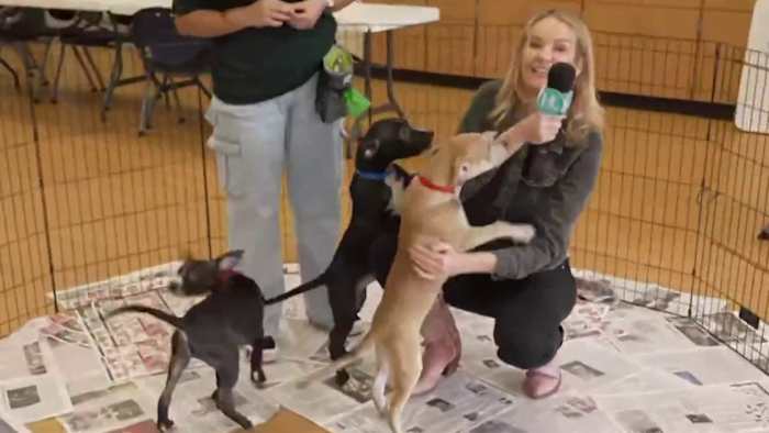 🐾 Houston, let’s clear the shelters: your new best friend is waiting!
