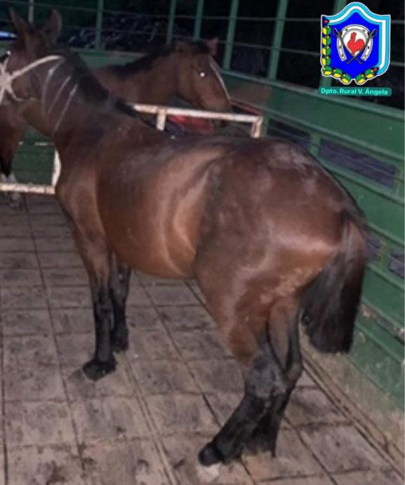 Operativos rurales: secuestraron armas, equipos de caza y animales sueltos