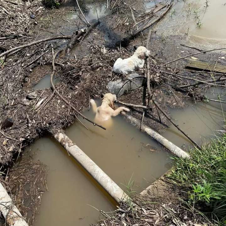 New York Passerby Stops In Their Tracks After Witnessing A Man Dump Little Puppies Into A Stream