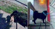 Great Pyrenees Mix Wins Hearts Carrying Home Anything She’s Given