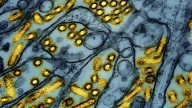 China prohíbe la importación de productos avícolas de España por la gripe aviar
