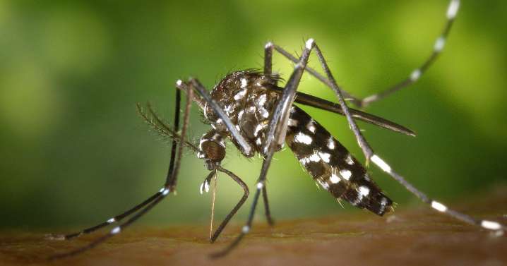 Alerta en Galicia: la Xunta advierte de la presencia del mosquito tigre en el municipio pontevedrés de Mos