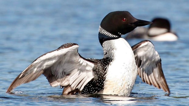 Fewer loons on your lake? It may be due to climate change
