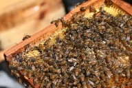 Correctional center in Norfolk Massachusetts' first DOC prison beekeeping honeybee apiary program