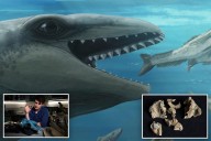Scientists discover an ancient whale with a Pokémon face and a predator bite