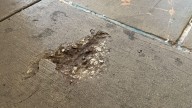 See the ‘Squirrel hole,’ Chicago’s latest concrete rodent imprint
