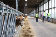 What I saw at Riverview's Campbell dairy