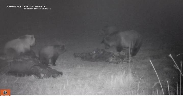 FWP gives 'bear aware' guidance after recent encounter