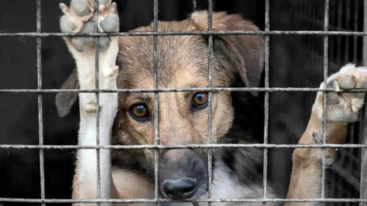 Video | Indignante caso de hombre que lanzó a un perro por las escaleras de un conjunto residencial en Ibagué