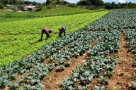Datos: Producción agrícola venezolana en crecimiento