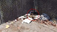 California Rescuers Shocked To Find Stray Dog Sleeping Alone On A Pile Of Trash