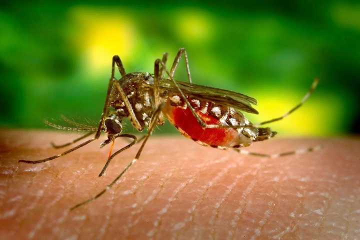 Confirman primer caso del virus del nilo en 2025 • Enlace Latino NC