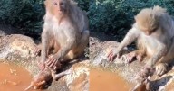 Así baña esta mamá mono a su bebé y causa furor en redes sociales