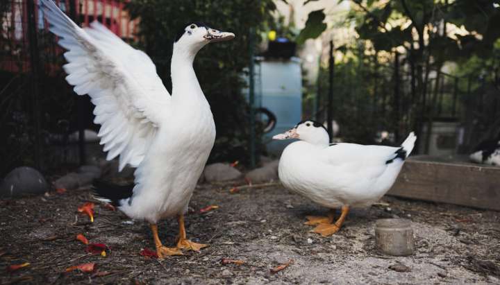 2 ducklings are a blessing for Portage Park family reeling from attack that left pet birds dead