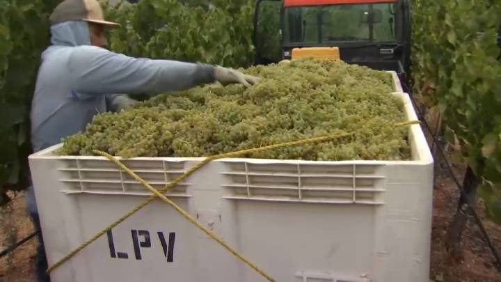 Grape harvest in Livermore’s wine country underway