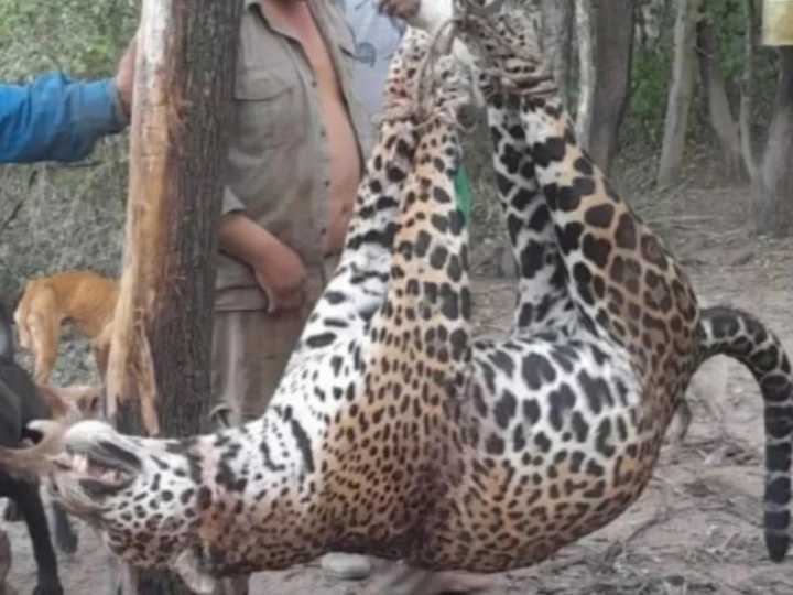 Histórico fallo: condenaron a cuatro cazadores que mataron un yaguareté y tres quedaron presos