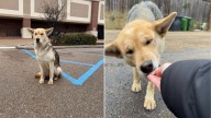 Woman In Mississippi Finds Lonely Pup By Parking Lot But Discovers She’s Hiding A Big Surprise