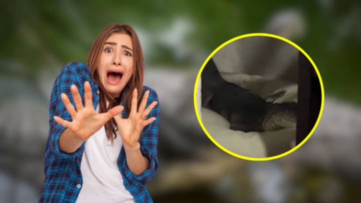 Cocodrilo invade casa de joven en Tampico y se apodera de la cama de sus mascotas