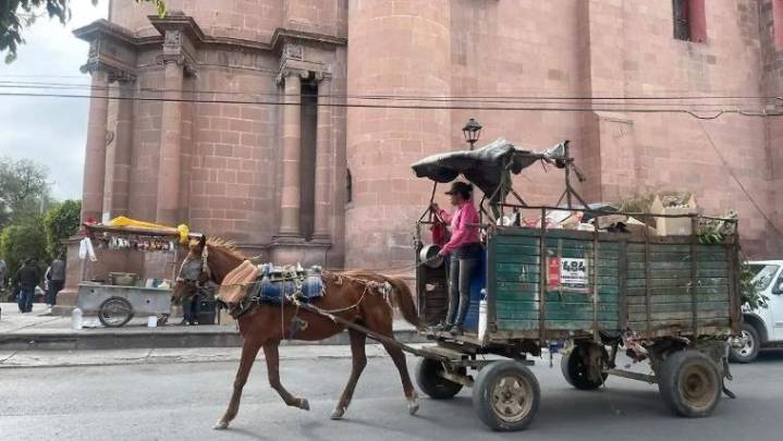 Reforma histórica: multas para quienes obliguen a caballos o burros a trabajar
