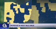 West Nile virus sees increase; what to do if you encounter an infected mosquito