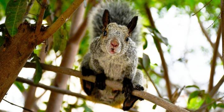 Crecen las poblaciones de ardillas en CDMX: causas, consecuencias y cómo convivir con estas especies de forma segura