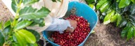 “Al café de Colombia hay que buscarle otros mercados y no depender de la bolsa de Nueva York”